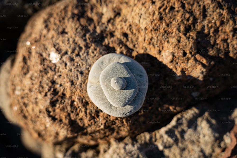 un rocher avec une coquille blanche sur le dessus
