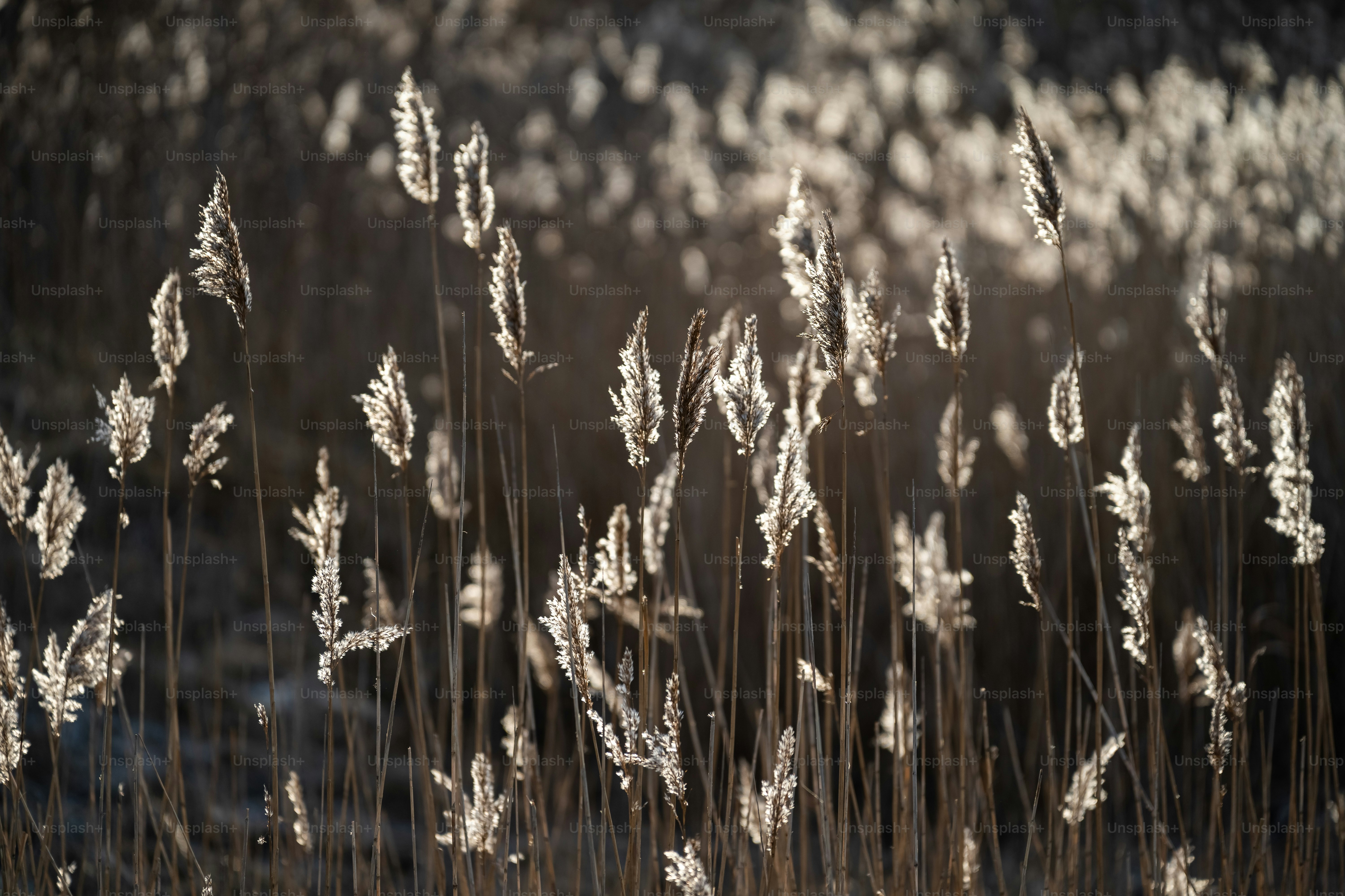 a close up of a bunch of tall grass