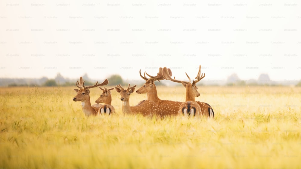 a herd of deer standing on top of a grass covered field