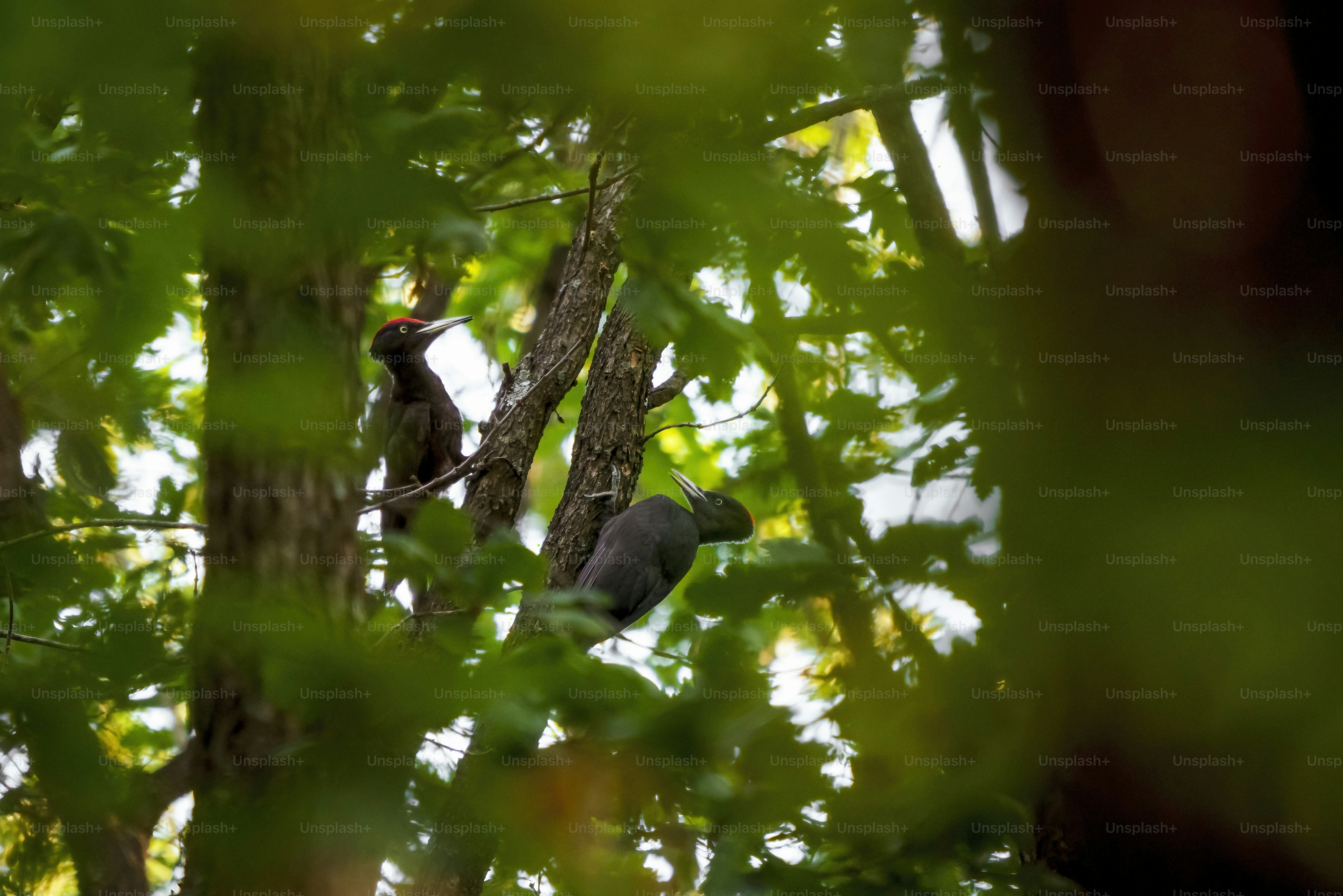 a couple of birds sitting on top of a tree