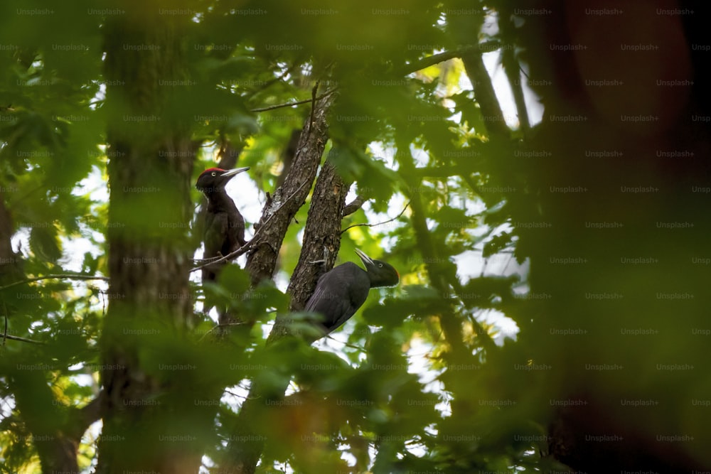 un couple d’oiseaux assis au sommet d’un arbre