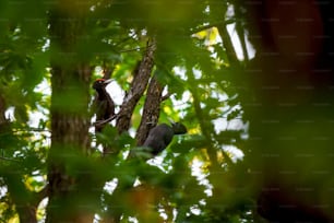 a couple of birds sitting on top of a tree