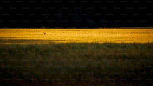 un oiseau solitaire debout au milieu d’un champ
