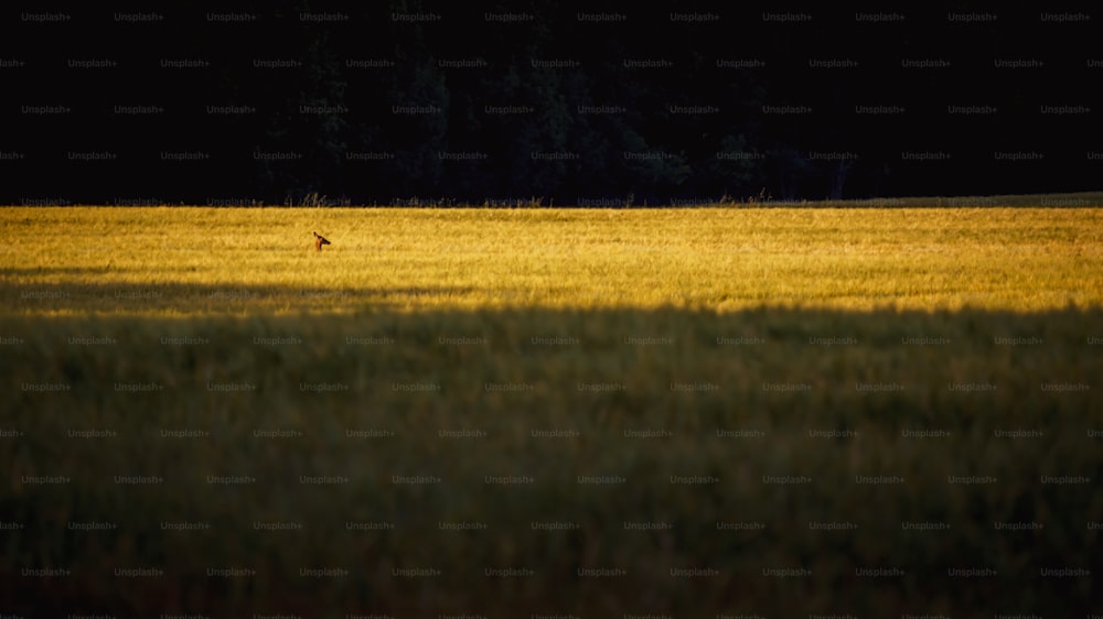 um pássaro solitário de pé no meio de um campo