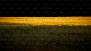 a lone bird standing in the middle of a field