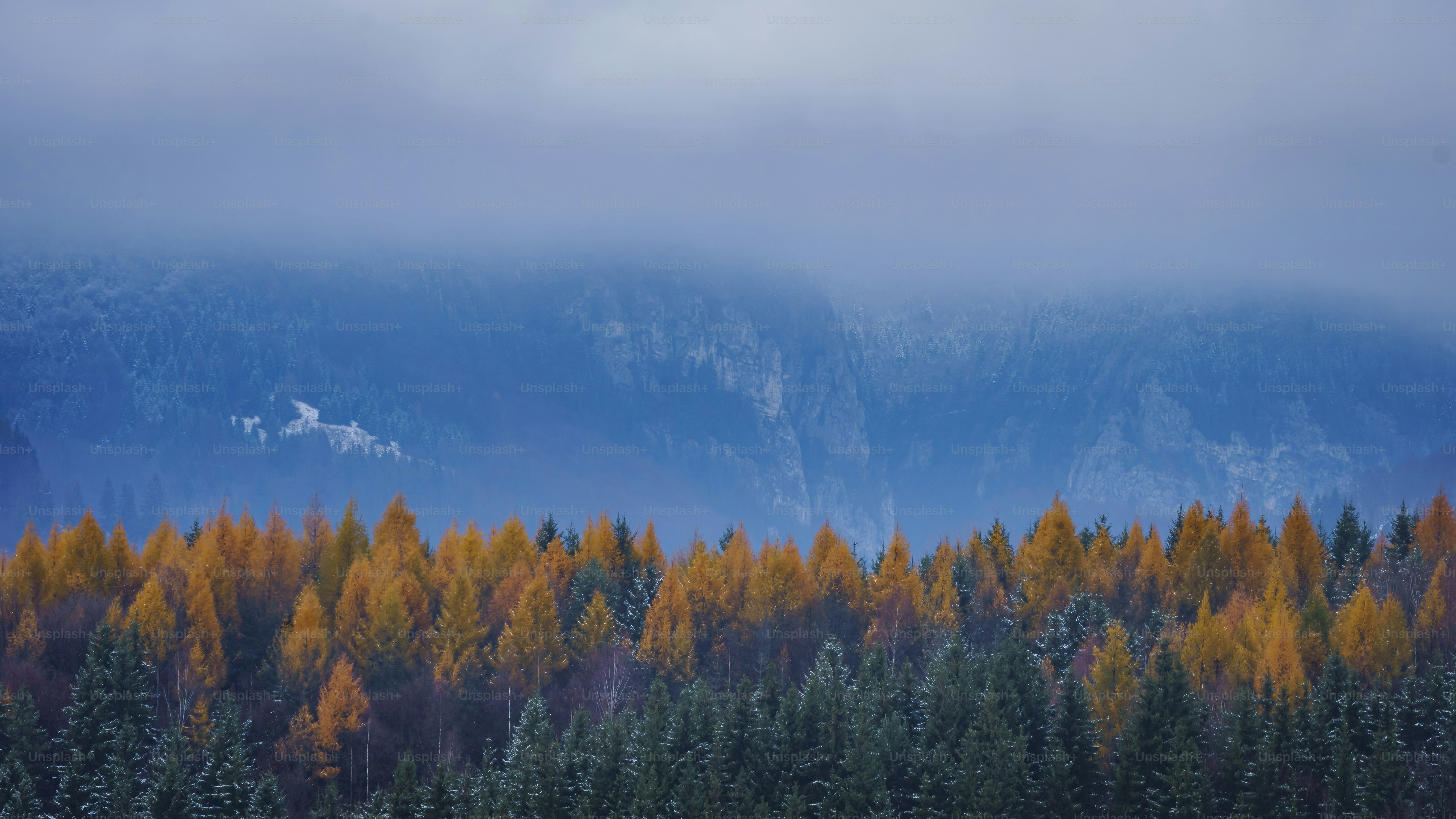 a forest filled with lots of trees under a cloudy sky