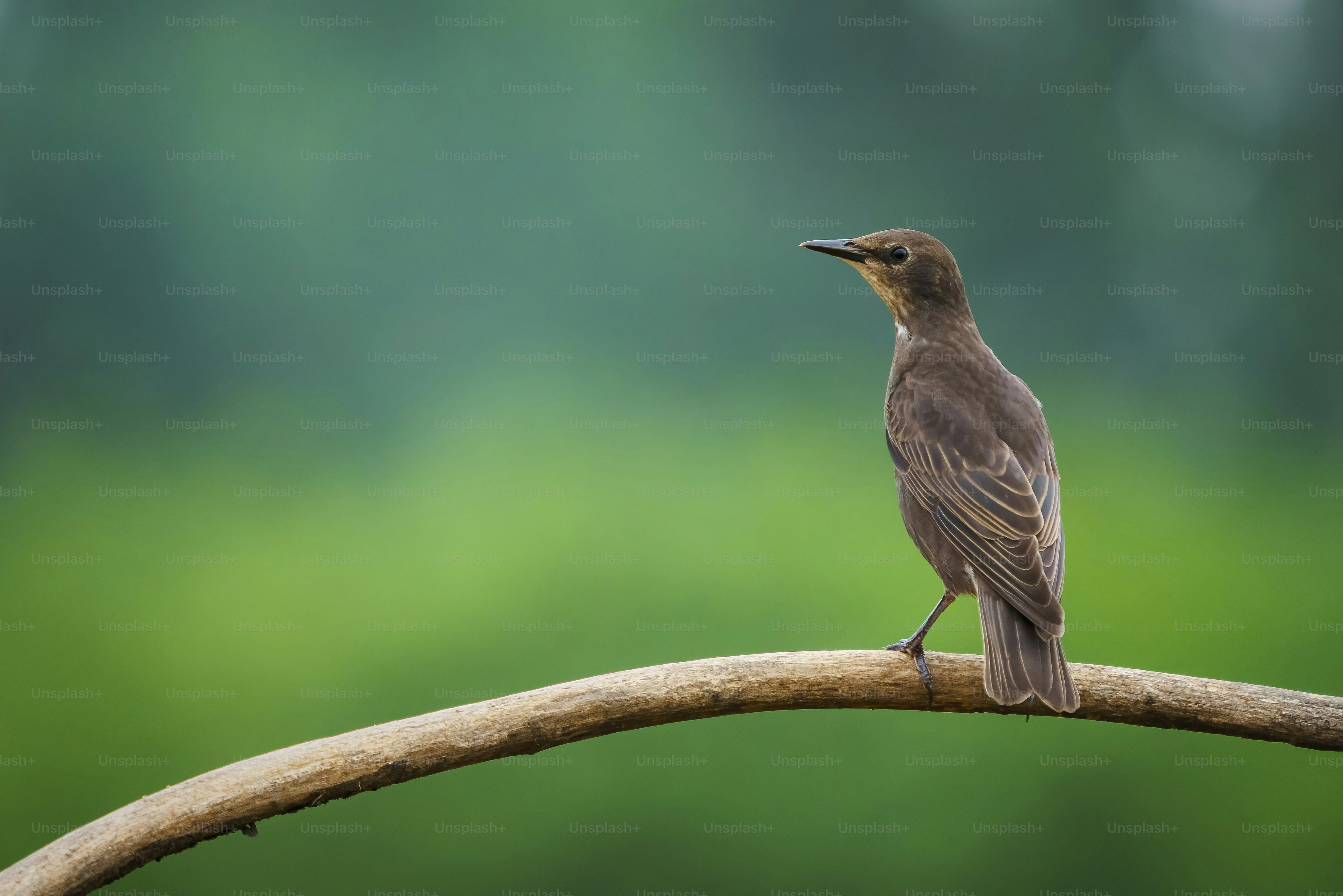 Ein brauner Vogel sitzt auf einem Ast vor grünem Hintergrund