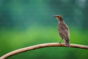 Ein brauner Vogel sitzt auf einem Ast vor grünem Hintergrund