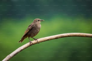 un petit oiseau brun assis au sommet d’une branche d’arbre