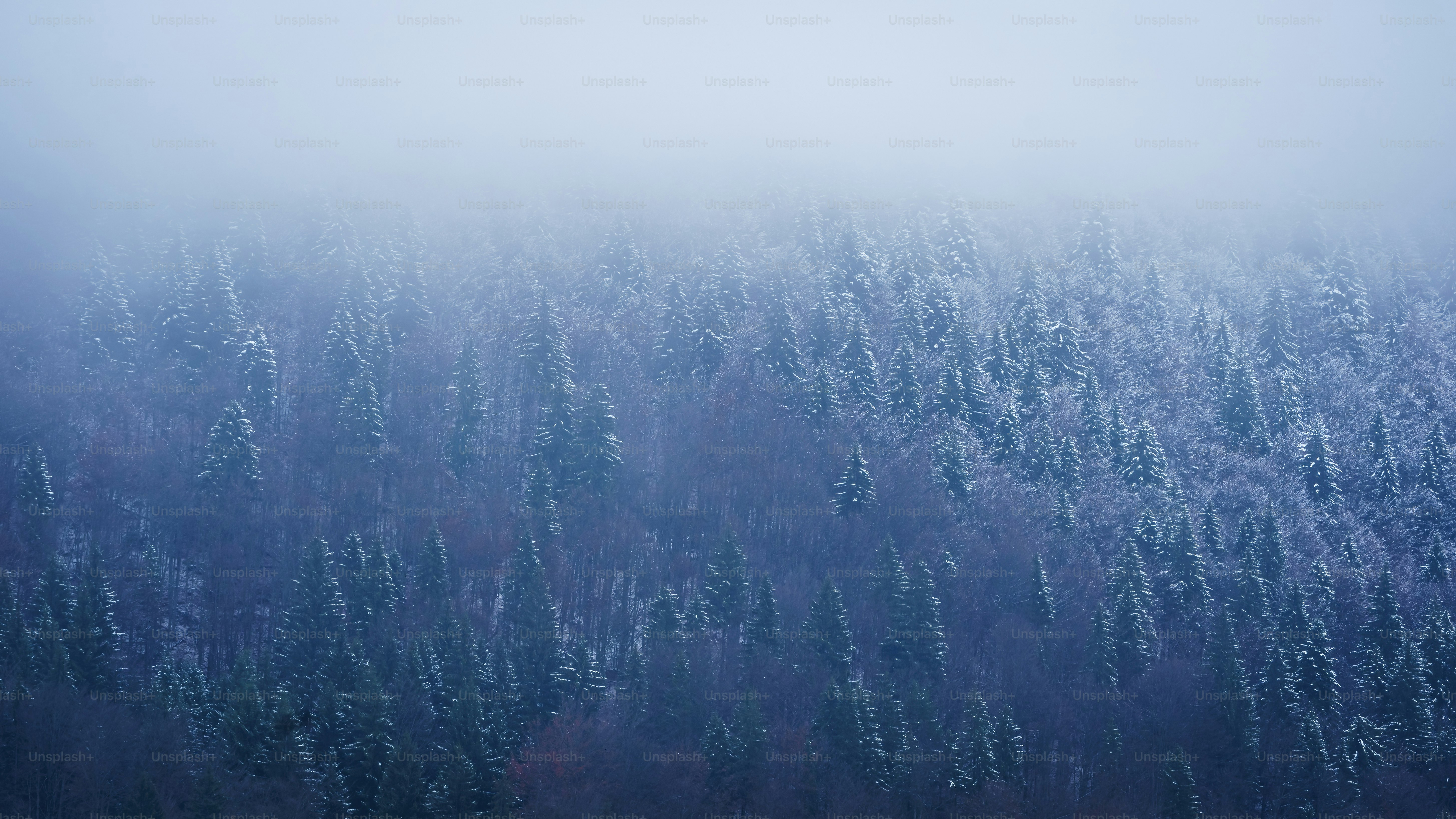 a large group of trees covered in snow