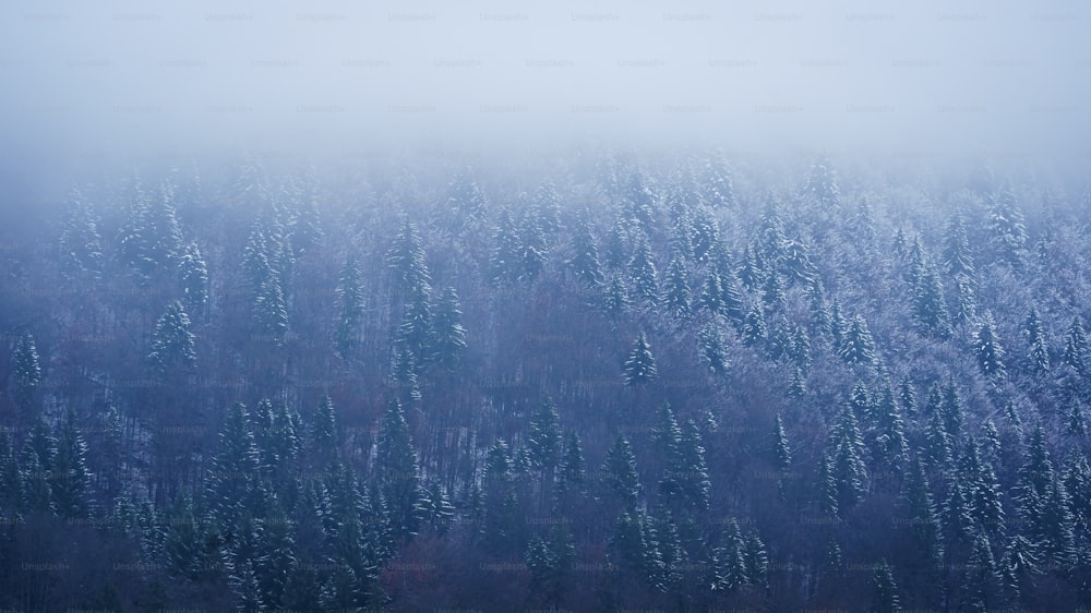 um grande grupo de árvores cobertas de neve