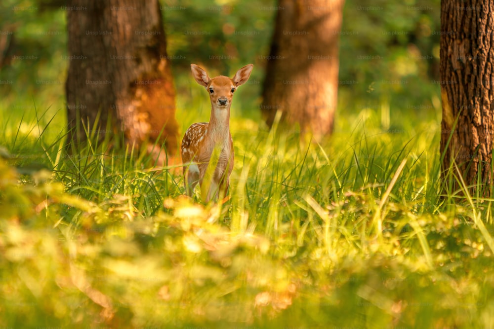 a small deer standing in the middle of a forest