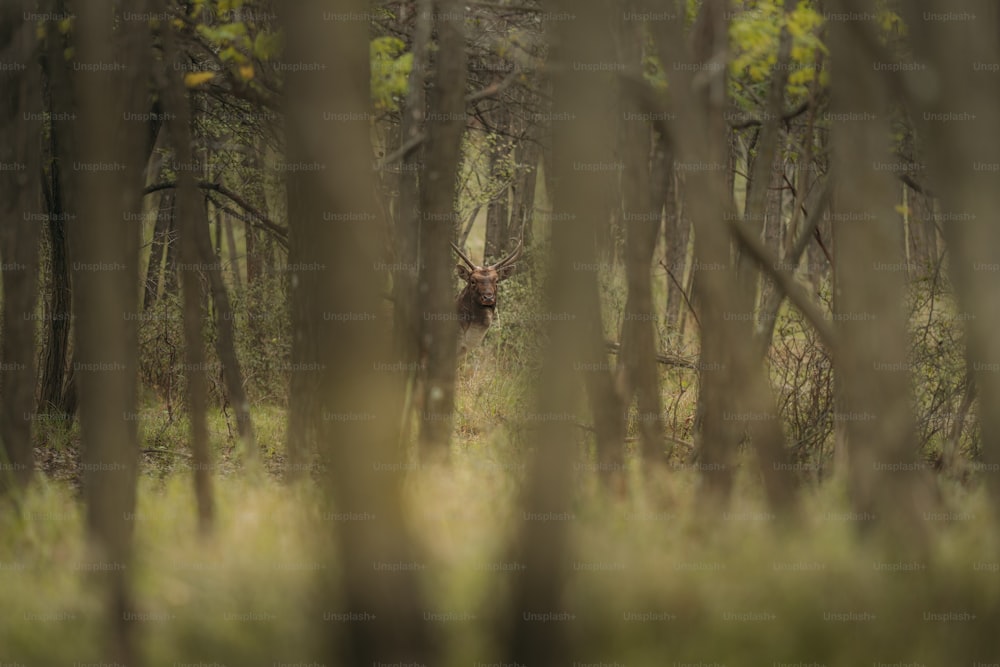 a picture of a deer in the woods
