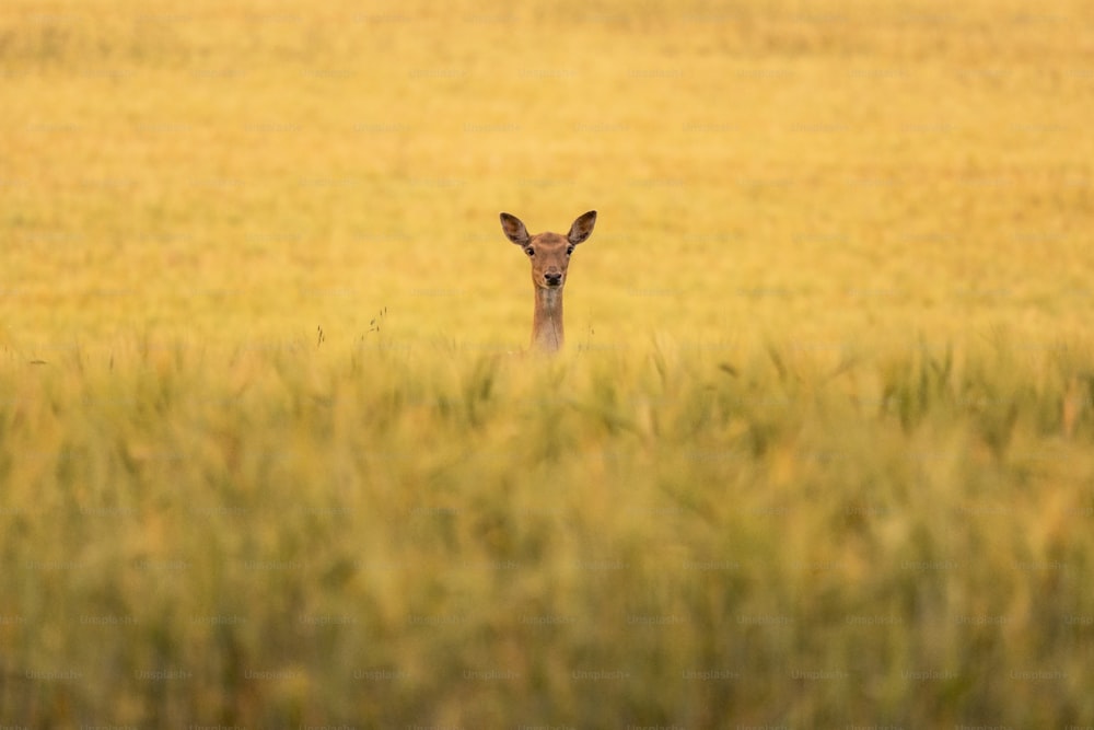 a small deer standing in a field of tall grass
