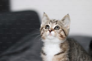 a small kitten sitting on top of a black couch