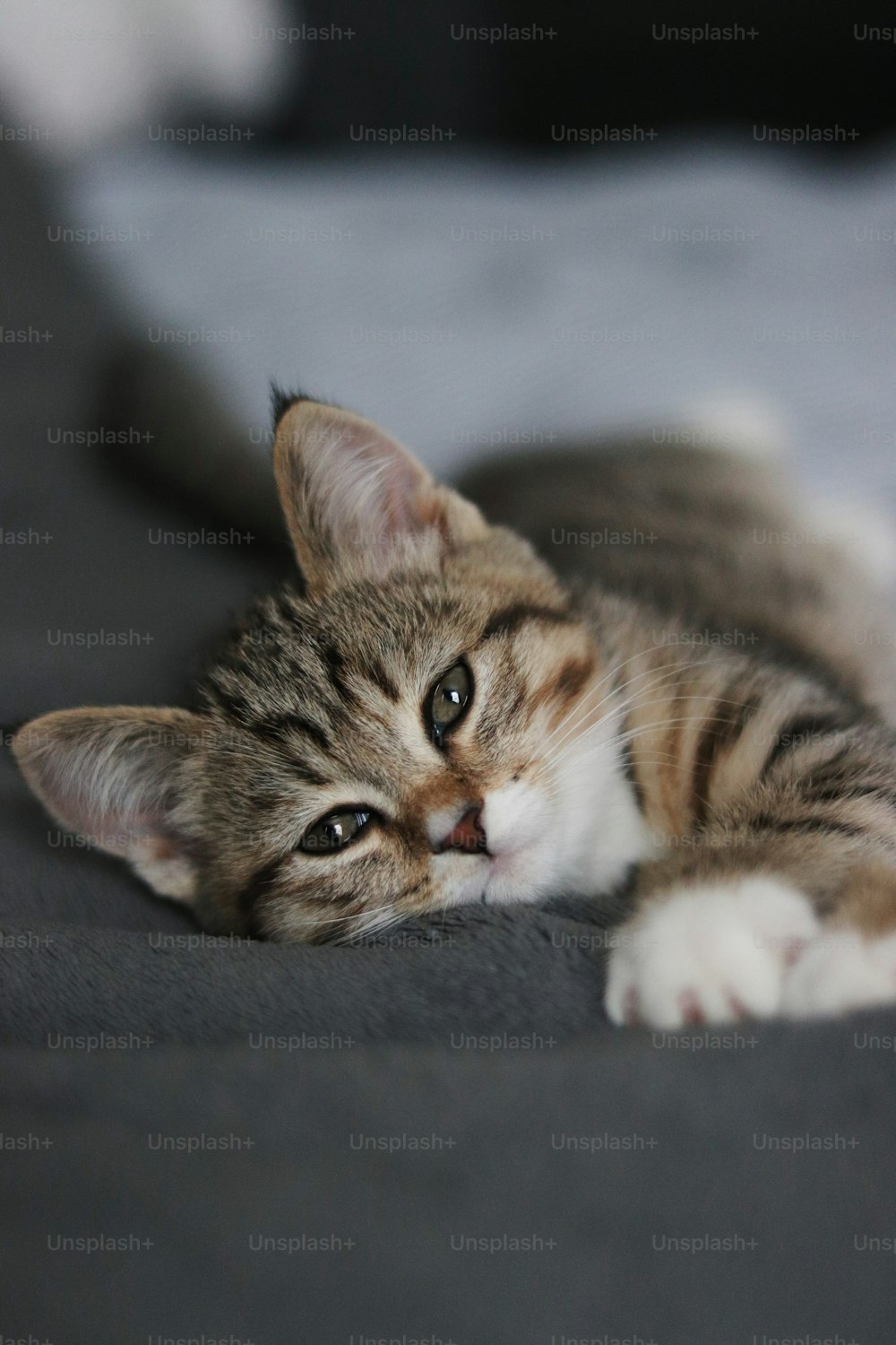 a small kitten laying on a bed looking at the camera