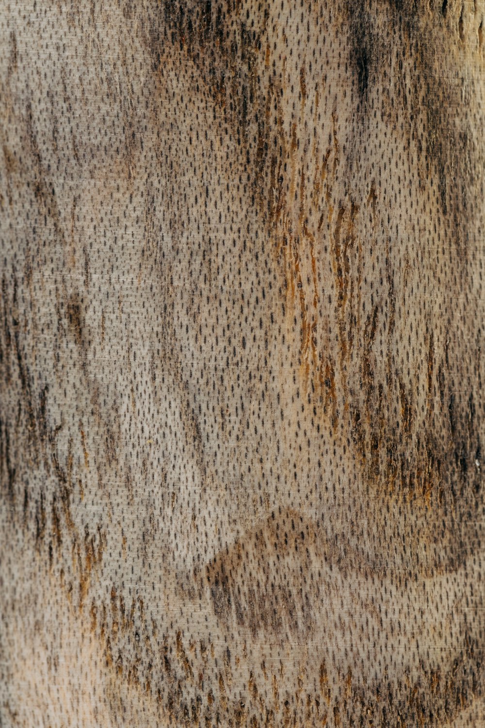a close up of a cow's fur texture