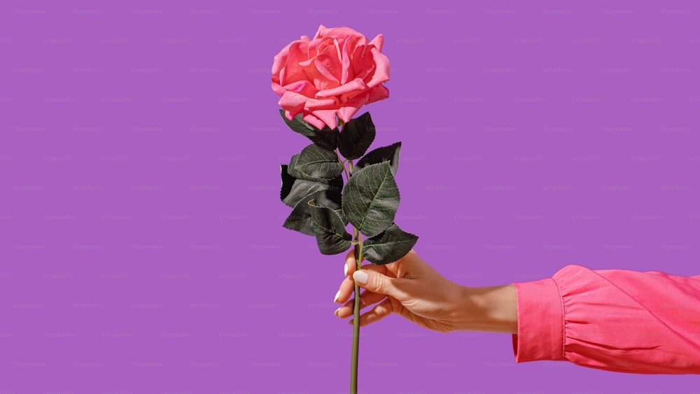 a person holding a pink rose in their hand