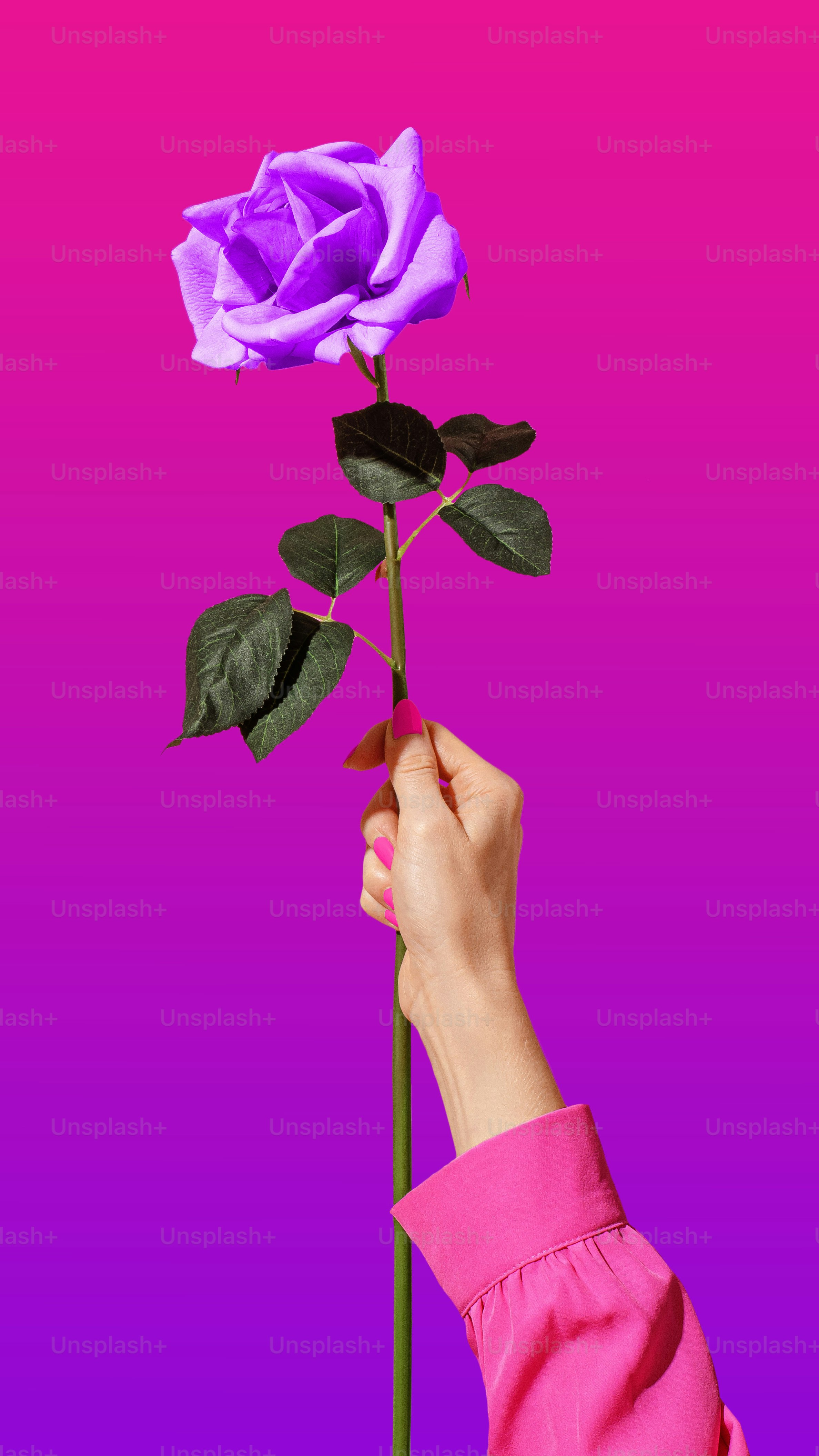1000+ Purple Rose Pictures | Download Free Images on Unsplash