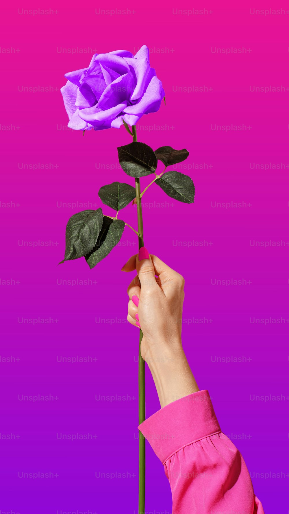 a person holding a purple rose in their hand
