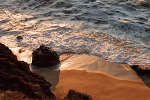 a bird standing on top of a sandy beach next to the ocean