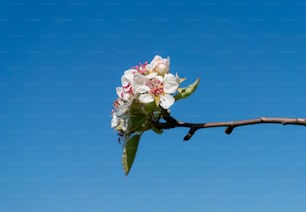 a branch with white and pink flowers against a blue sky