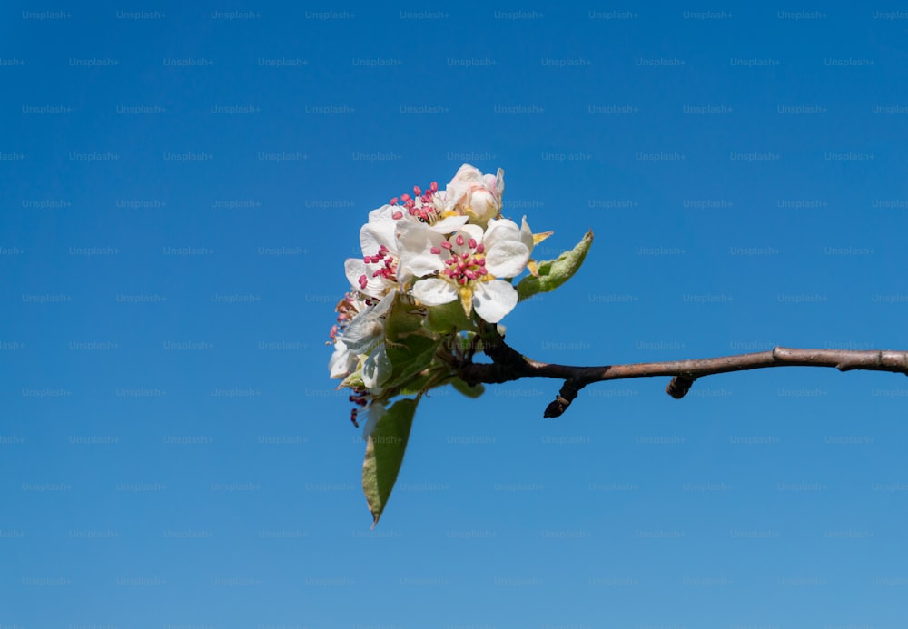a branch with white and pink flowers against a blue sky