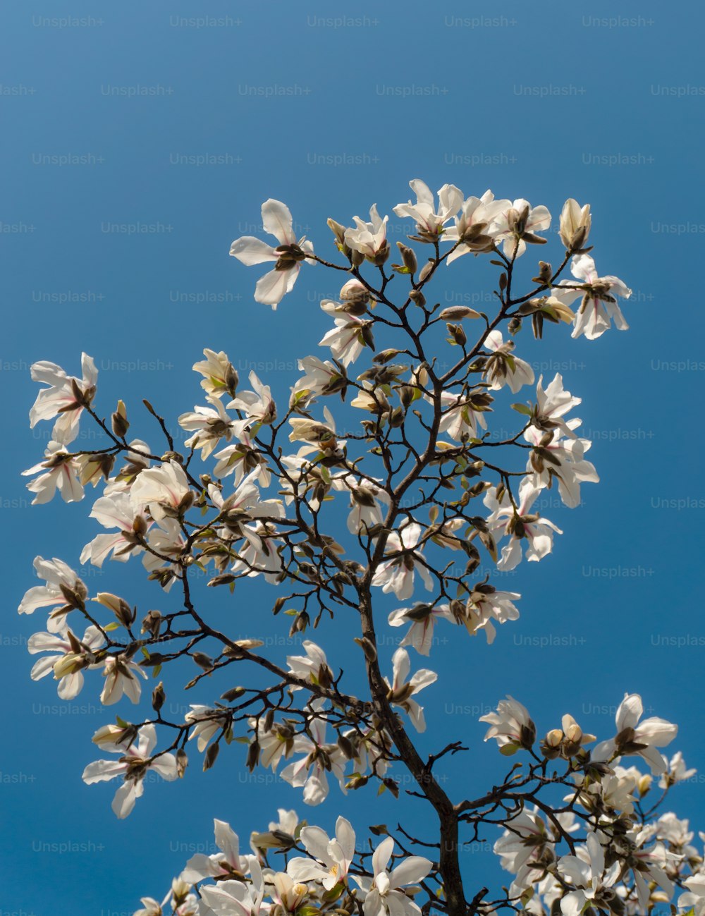 a tree with white flowers against a blue sky