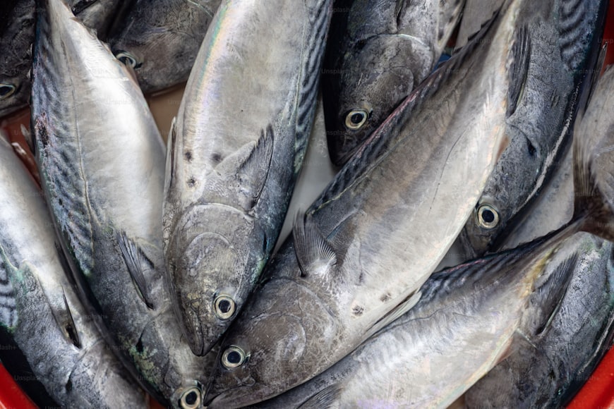 Ikan Tuna, Makanan Sahur Bergizi, Bikin Kuat Berpuasa1