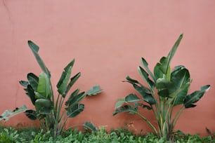 ein paar grüne Pflanzen neben einer rosa Wand