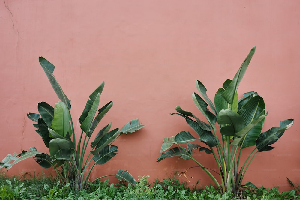 Un par de plantas verdes junto a una pared rosa