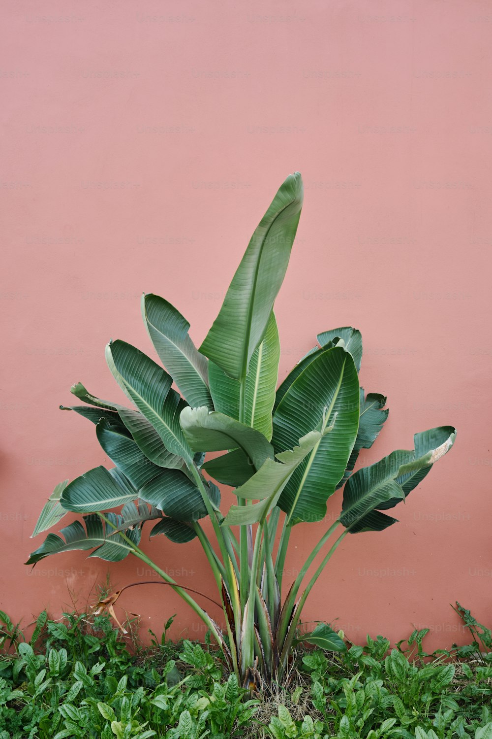 une plante avec de grandes feuilles vertes devant un mur rose