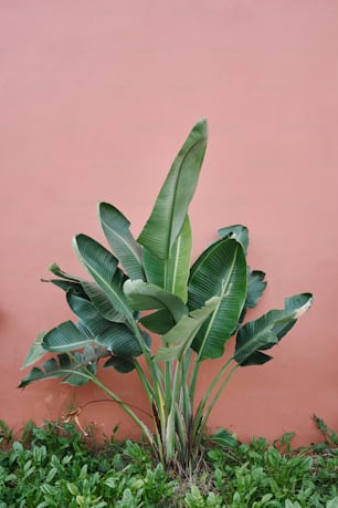 a plant with large green leaves in front of a pink wall