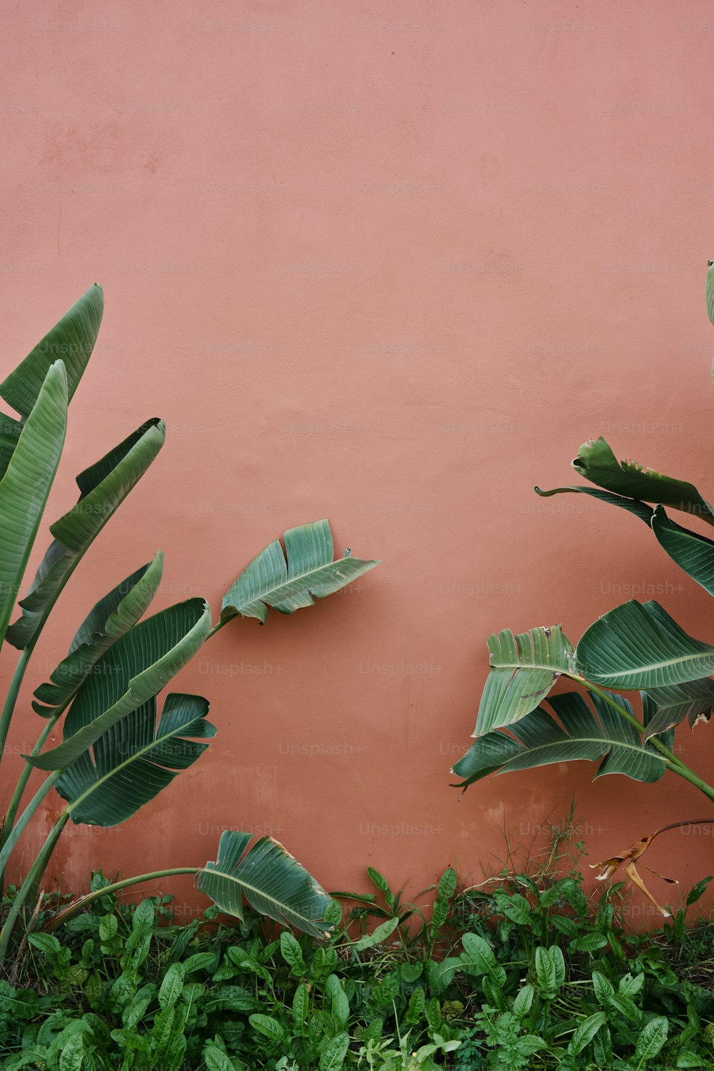 a red wall with a bunch of green plants next to it