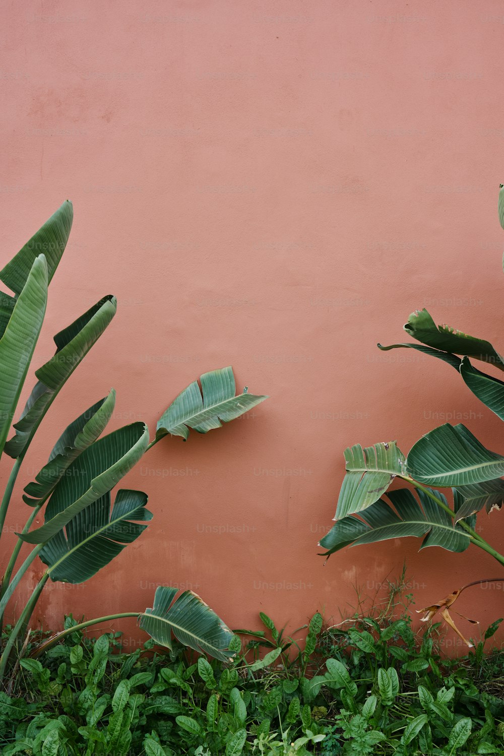 eine rote Wand mit einem Haufen grüner Pflanzen daneben