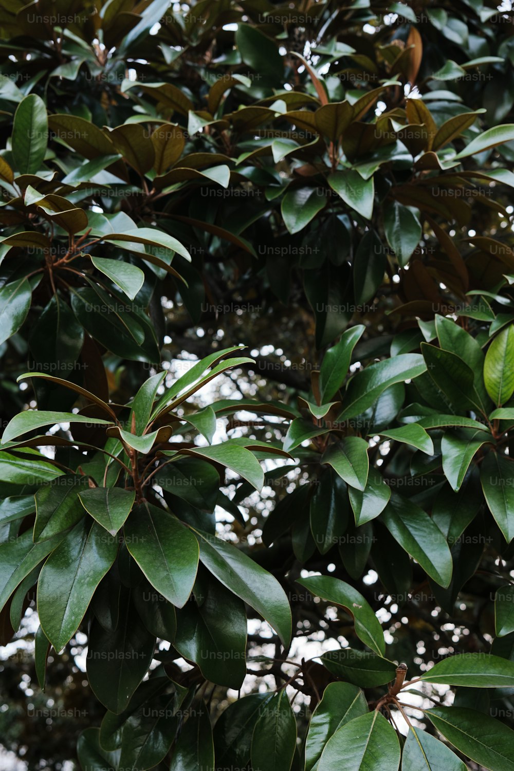 a bird is perched on a tree branch