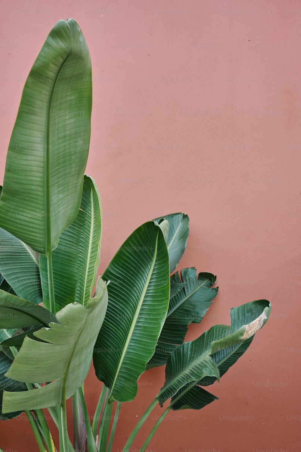 Una planta con hojas verdes contra una pared rosada