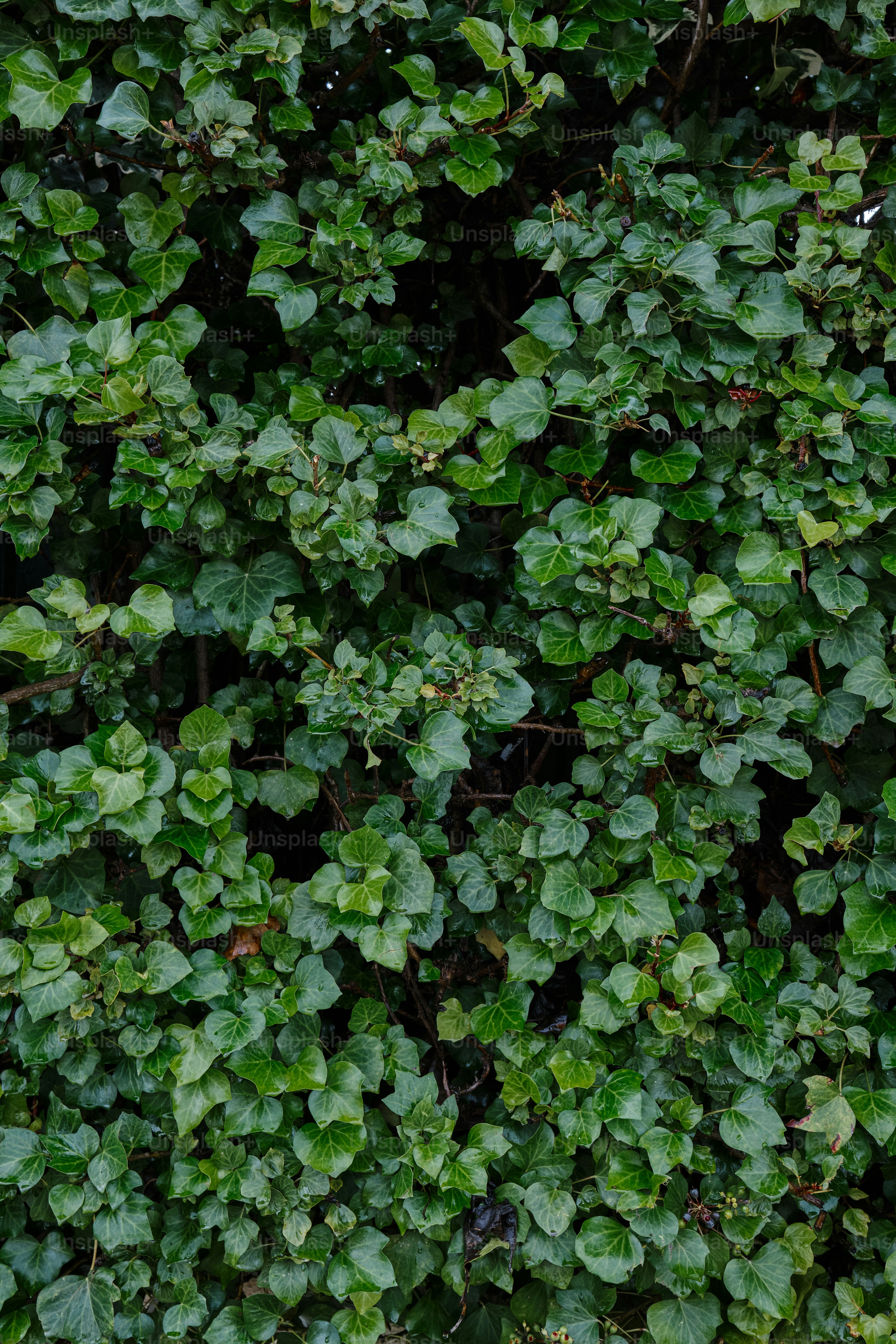 Gros plan d’une plante aux feuilles vertes