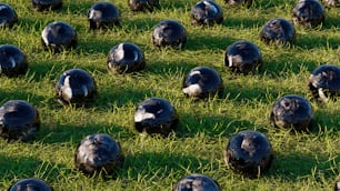 a group of black balls sitting on top of a lush green field