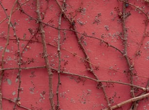 un mur rouge avec des vignes qui poussent dessus