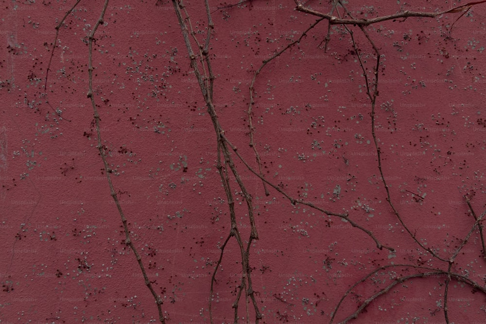 una pared roja con enredaderas creciendo en ella