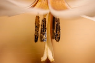 a close up of a flower with a blurry background