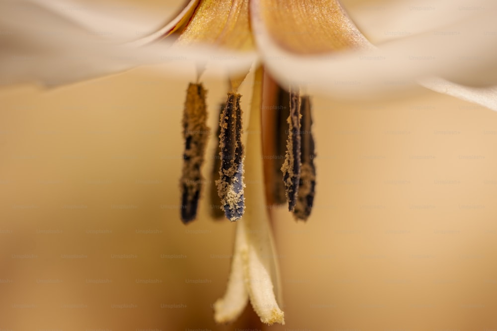 Gros plan d’une fleur avec un arrière-plan flou