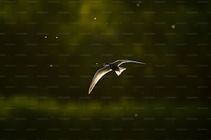 Ein Vogel, der mit verschwommenem Hintergrund durch die Luft fliegt