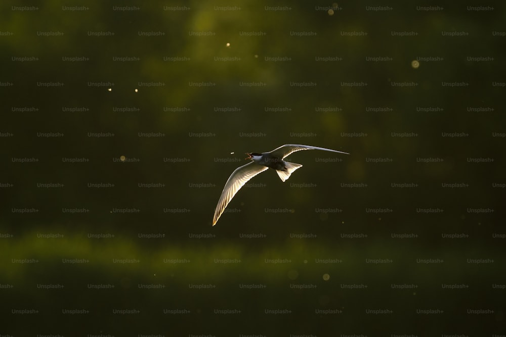 un oiseau volant dans les airs avec un arrière-plan flou
