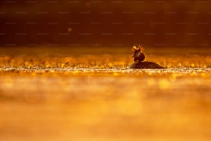 a bird that is sitting in the water