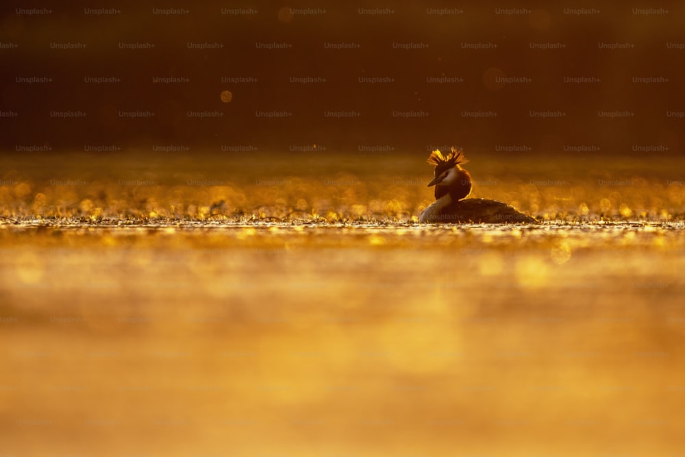 un oiseau assis dans l’eau