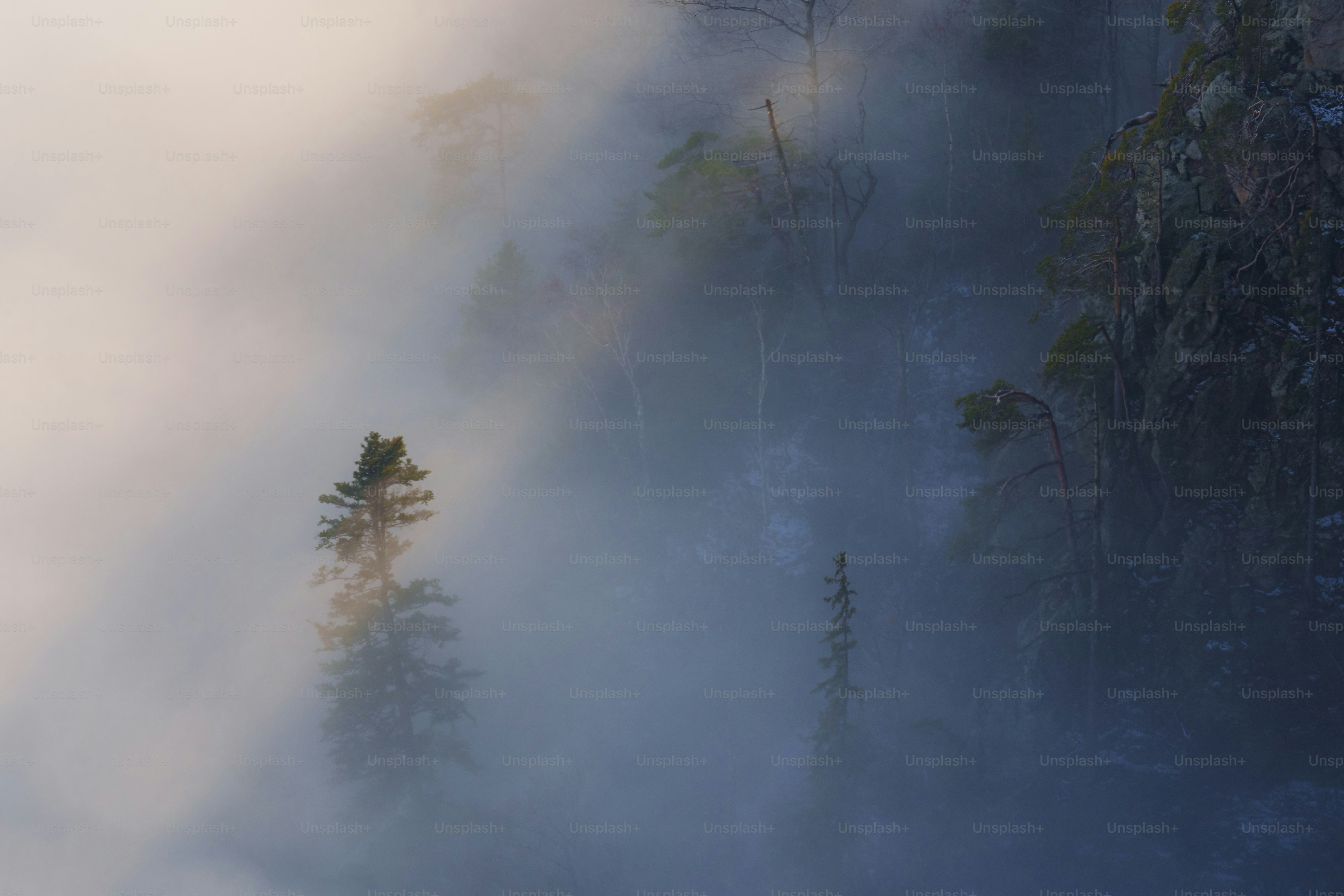 une forêt brumeuse remplie de beaucoup d’arbres
