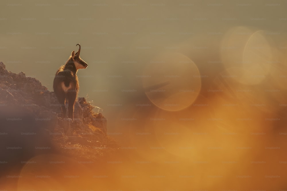 uma cabra em pé no topo de uma colina rochosa
