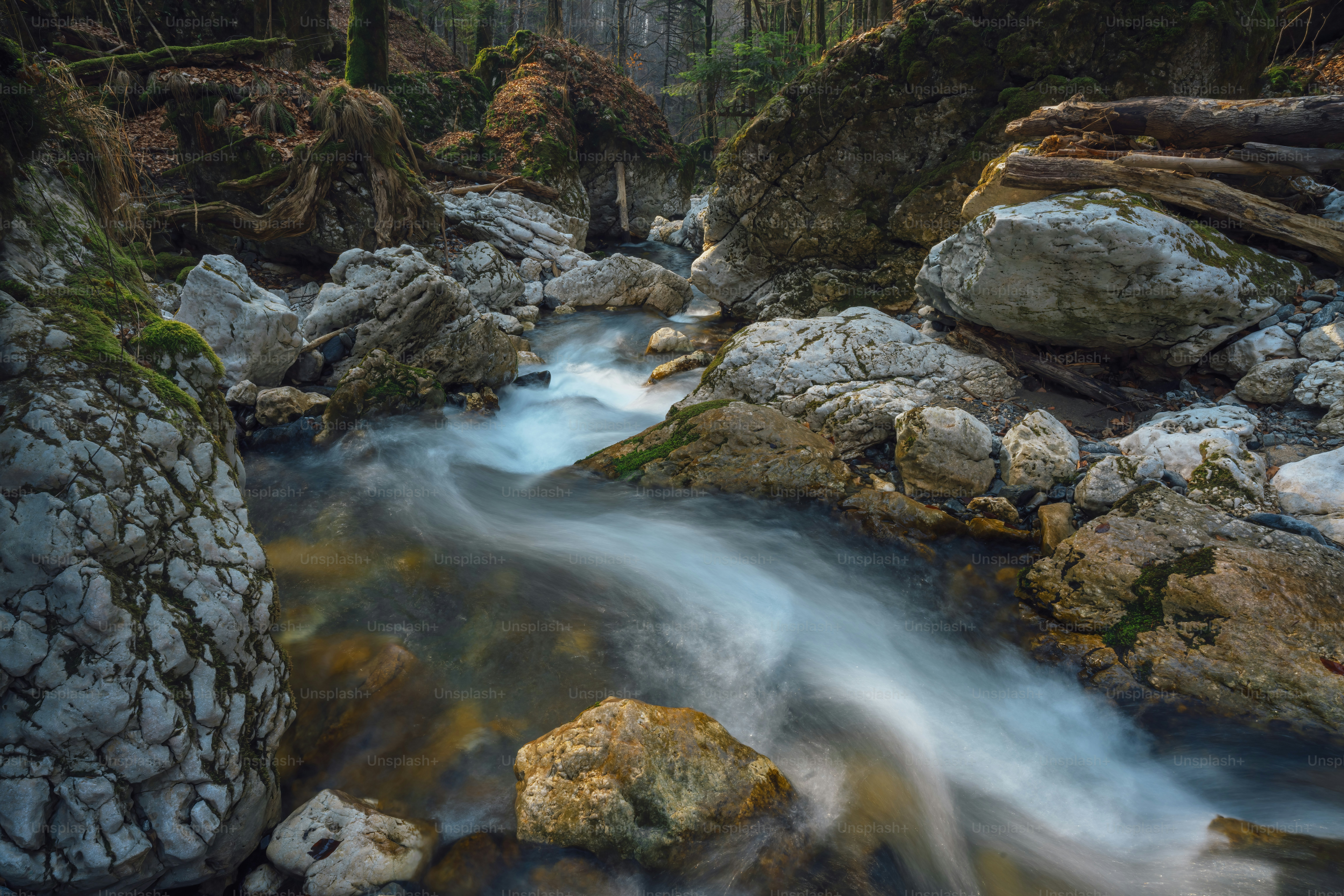 a stream running through a forest filled with rocks